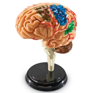 Anatomy Model - Brain
