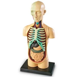 Anatomy Model - Human Body