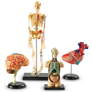 Anatomy Models Bundle