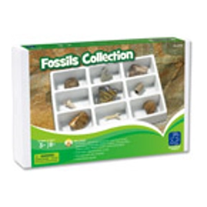 FOSSIL COLLECTION