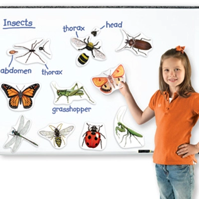 Giant Magnetic Butterfly Life Cycle