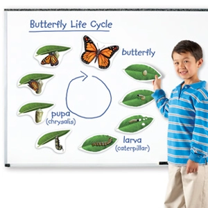 GIANT MAGNETIC BUTTERFLY LIF..