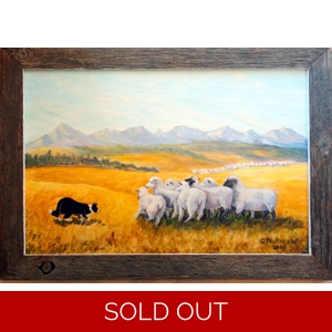 Grant Jensen Painting Sheep Being Herded