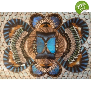 Martin Highton - Butterfly Wings