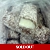 Coconut Macaroon Bar/s 227g