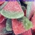 Kingsway Sour Melon Slices - Gummy Sweets