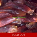 Cola Slugs | Jelly Gummy Novelty Sweets