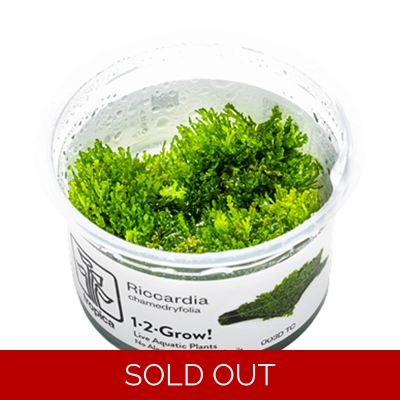 Tropica Riccardia chamedryfolia 1-2 Grow Tropica Riccardia chamedryfolia 1-2 Grow