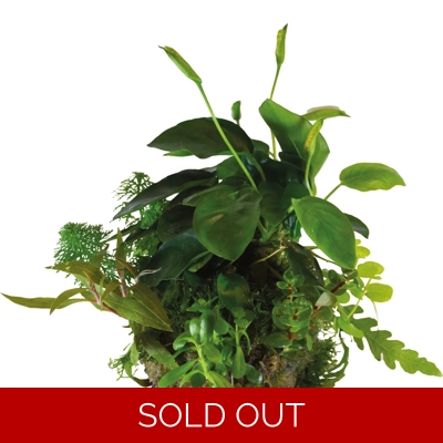 BioArt Plant Ball - Anubias for BioArt Terrarium BioArt Plant Ball - Anubias for BioArt Terrarium