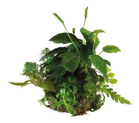 BioArt Plant Ball - Anubias for BioArt Terrarium