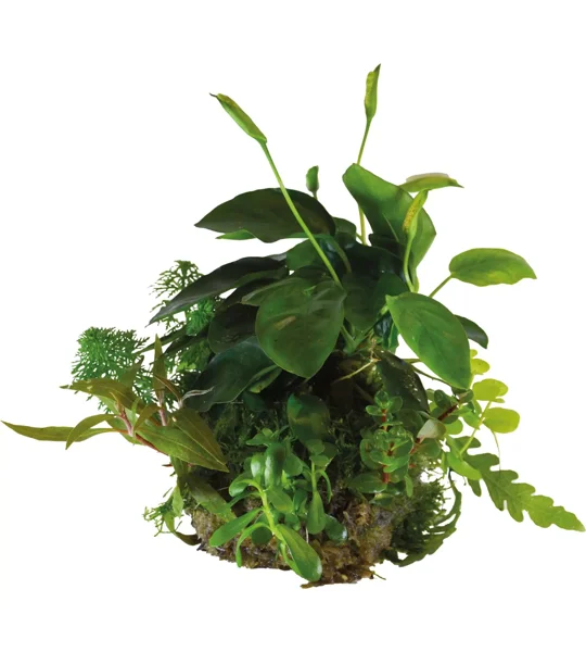 BioArt Plant Ball - Anubias for BioArt Terrarium