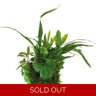 BioArt Plant Ball - Microsorum pteropus for BioArt Terrarium BioArt Plant Ball - Microsorum pteropus for BioArt Terrarium