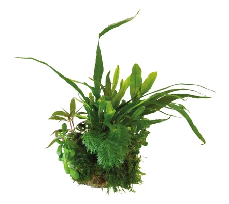 BioArt Plant Ball - Microsorum pteropus for BioArt Terrarium