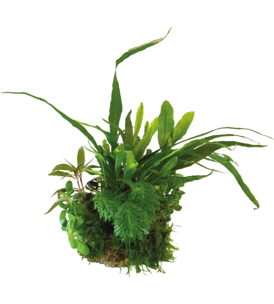 BioArt Plant Ball - Microsorum pteropus for BioArt Terrarium