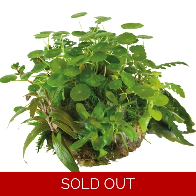 BioArt Plant Ball - Hydrocotyle and Verticillata for BioAr.. BioArt Plant Ball - Hydrocotyle and Verticillata for BioAr..