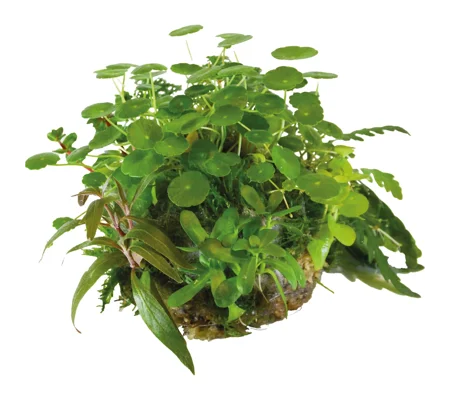 BioArt Plant Ball - Hydrocotyle and Verticillata for BioArt Terrarium