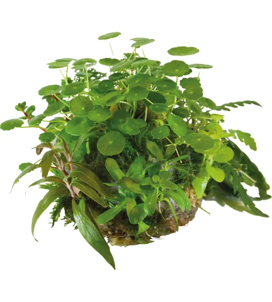 BioArt Plant Ball - Hydrocotyle and Verticillata for BioArt Terrarium
