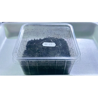 Live Springtails starter pack Live Springtails starter pack