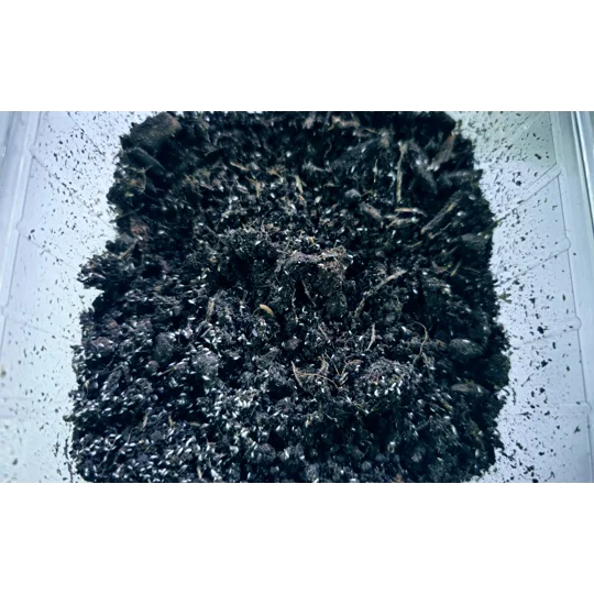 Live Springtails starter pack