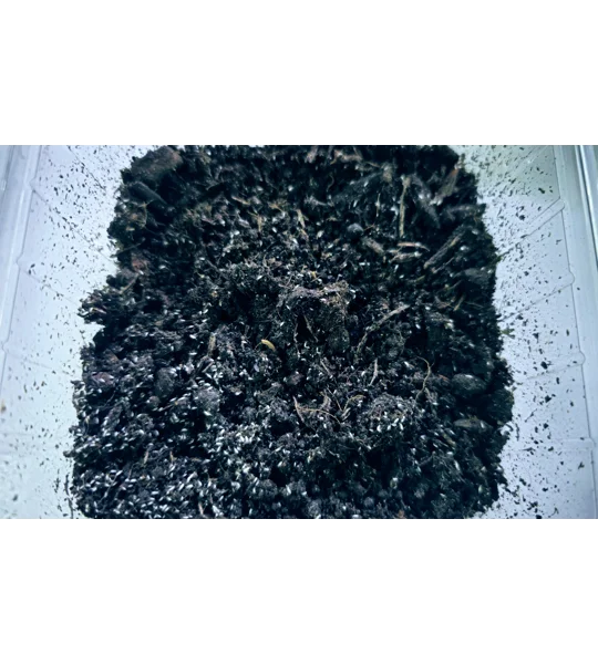 Live Springtails starter pack