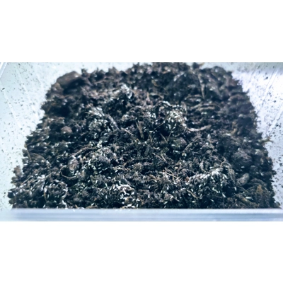 Live Springtails starter pack