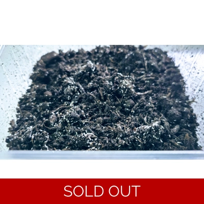 Live Springtails starter pack