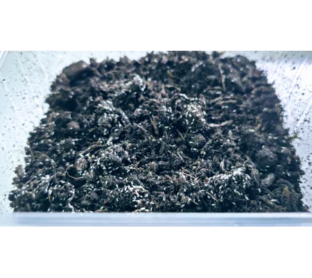 Live Springtails starter pack