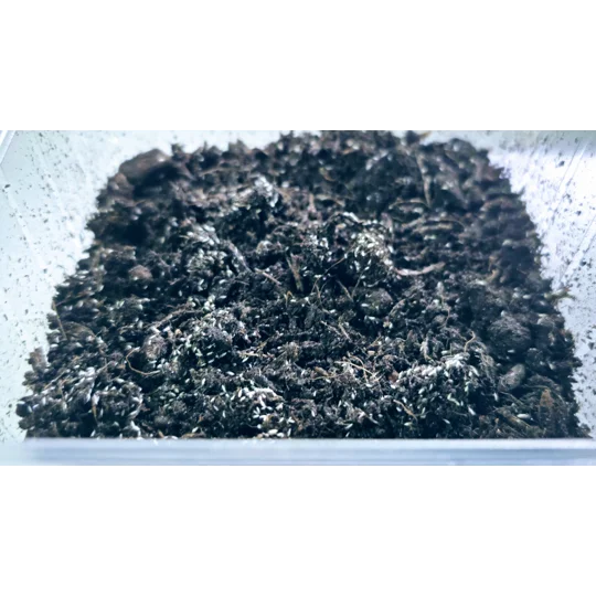 Live Springtails starter pack