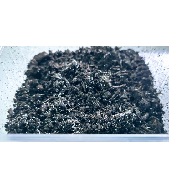 Live Springtails starter pack