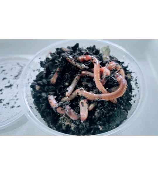 Live Dendrobena (earthworms)