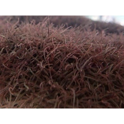 California Blackworms 90ml bag