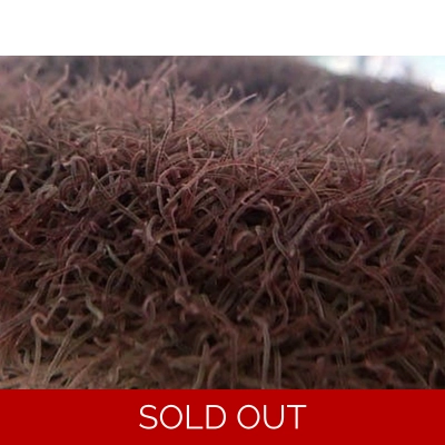 California Blackworms 90ml bag