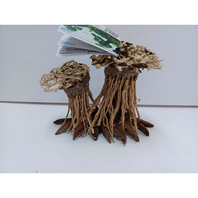 Aquatic bonsai forest double A34 L X H 20cm by 13cm