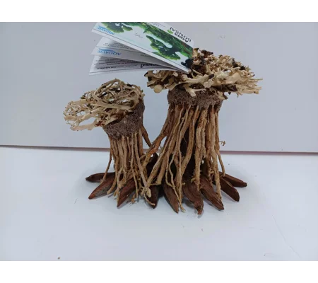 Aquatic bonsai forest double A34 L X H 20cm by 13cm