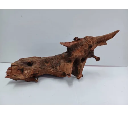 Strideways horn wood A42 47cm by 21cm long