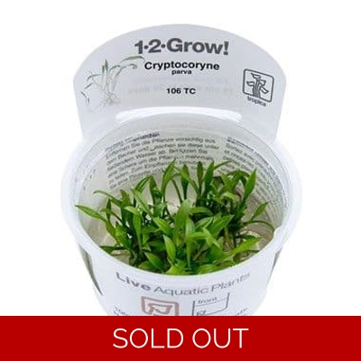Cryptocoryne parva 1-2-..