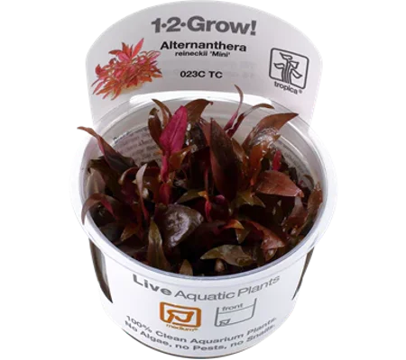 Alternanthera reineckii 'Mini' 1-2-Grow