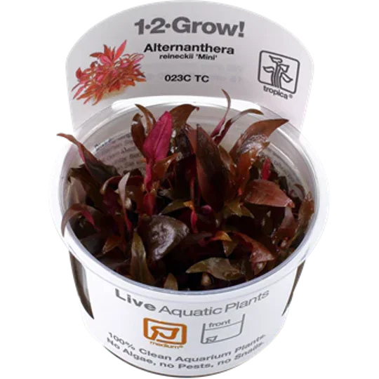 Alternanthera reineckii 'Mini' 1-2-Grow