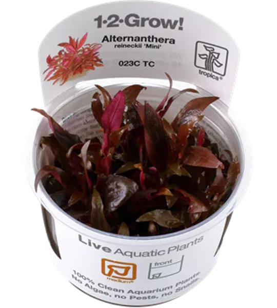 Alternanthera reineckii 'Mini' 1-2-Grow