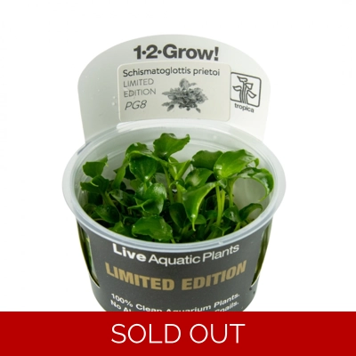 Schismatoglottis prieto..