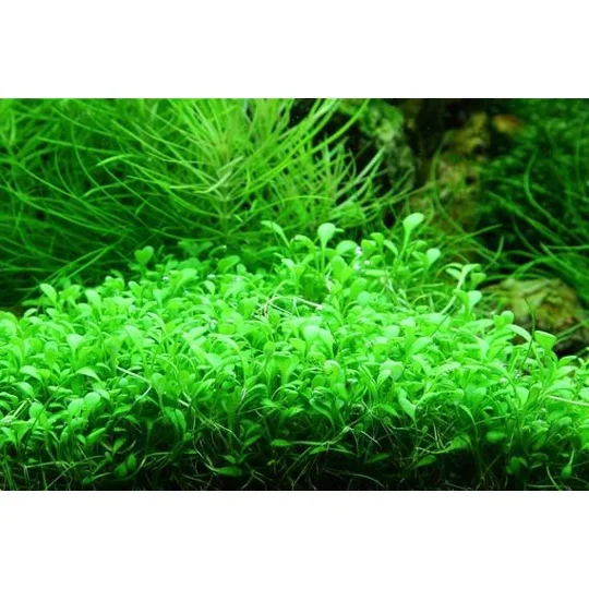 Glossostigma elatinoides 1-2-Grow