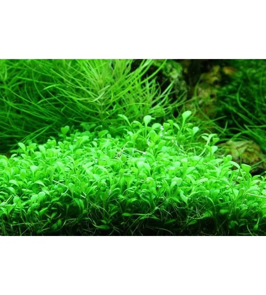 Glossostigma elatinoides 1-2-Grow