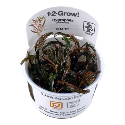 Hygrophila pinnatifida 1-2-Grow