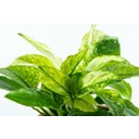 Anubias barteri var. nana ’Pinto’