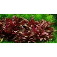 Alternanthera reineckii 'Mini' 1-2-Grow