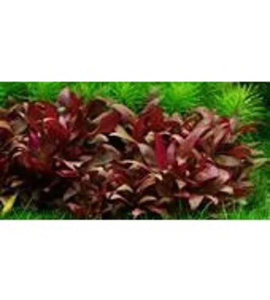 Alternanthera reineckii 'Mini' 1-2-Grow