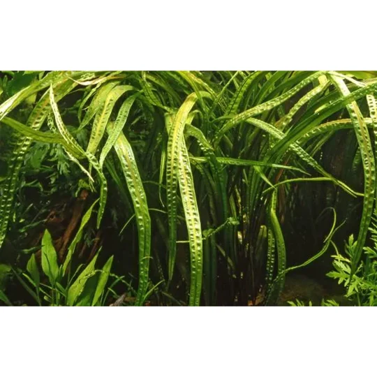 Cryptocoryne crispatula 1-2-Grow