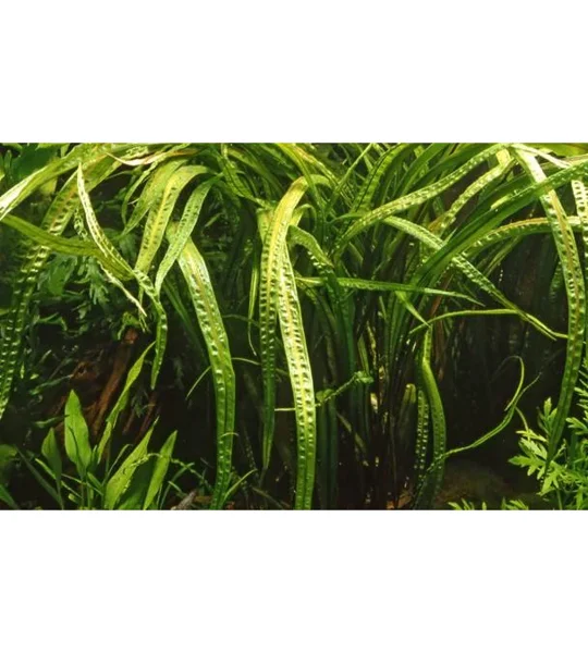 Cryptocoryne crispatula 1-2-Grow