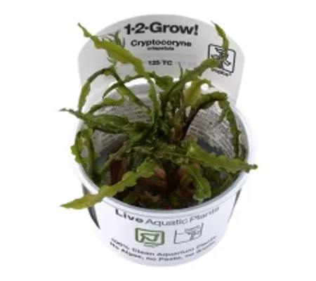 Cryptocoryne crispatula 1-2-Grow