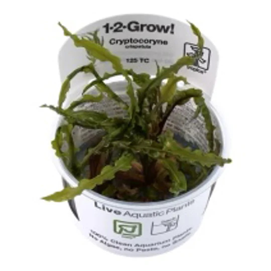Cryptocoryne crispatula 1-2-Grow